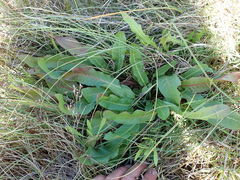 Plantago australis