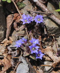 Gentiana zollingeri