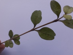 Coprosma rubra