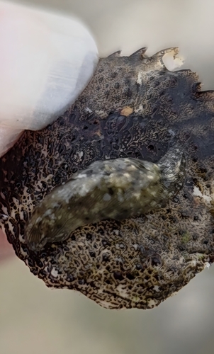 Stylocheilus striatus, 2026-07-22