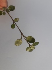 Coprosma rubra