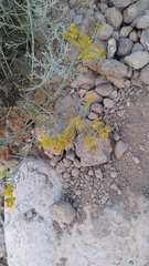 Schizogyne sericea, photograph author not stated, no rights reserved