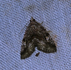 Protodeltote distinguenda