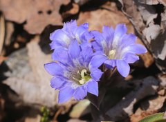 Gentiana zollingeri