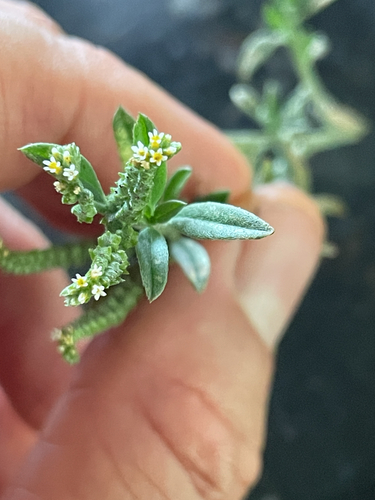 Euploca procumbens observed 2026-08-01