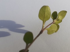 Coprosma rubra