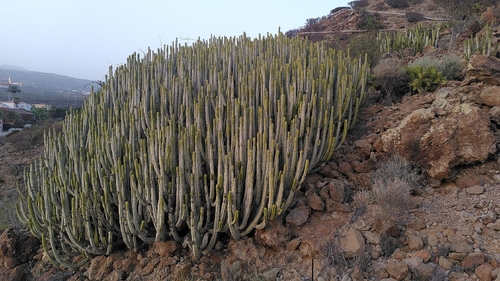Euphorbia canariensis, photograph 3