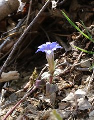 Gentiana zollingeri