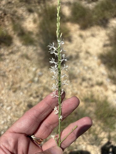 Oenothera glaucifolia, photograph 6