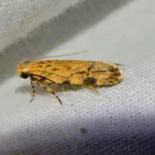 Mesquite Webworm Moth photo 5