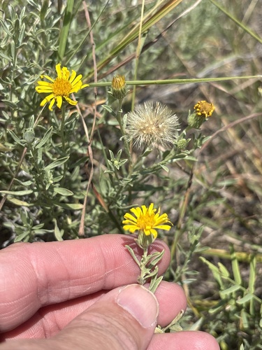 Heterotheca canescens, photograph 5