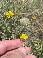 Heterotheca canescens, photograph (c) Sam Kieschnick, some rights reserved (CC BY)