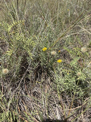 Heterotheca canescens, photograph 6