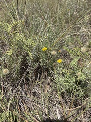 Heterotheca canescens, photograph (c) Sam Kieschnick, some rights reserved (CC BY)