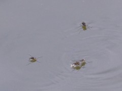 Trepobates subnitidus