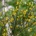 Scotch Broom - Photo (c) Ina Siebert, some rights reserved (CC BY-NC), uploaded by Ina Siebert
