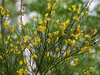Scotch Broom - Photo (c) Ina Siebert, some rights reserved (CC BY-NC), uploaded by Ina Siebert