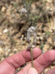Dalea aurea, photograph (c) Sam Kieschnick, some rights reserved (CC BY)