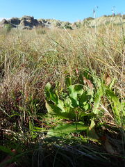 Plantago australis