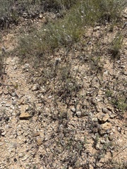 Dalea aurea, photograph (c) Sam Kieschnick, some rights reserved (CC BY)