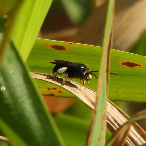 Two-spotted Longhorn Bee