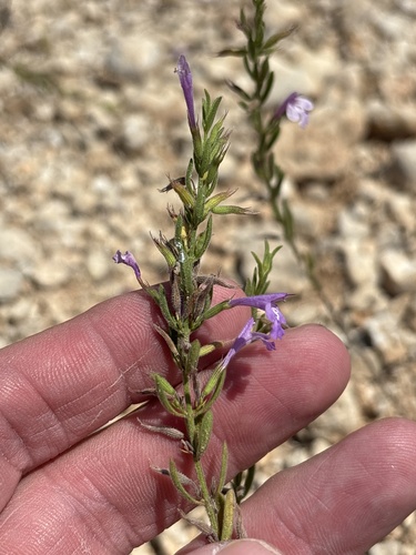 Hedeoma drummondii, photograph 1
