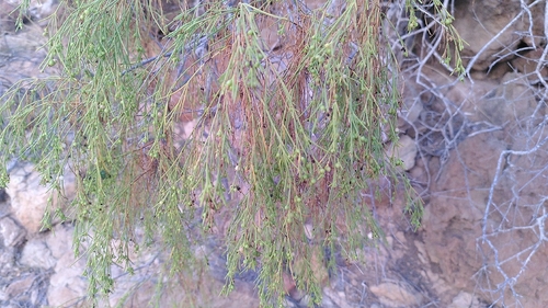 Plocama pendula, 2026-08-02
