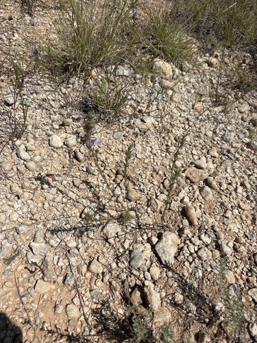 Hedeoma drummondii, photograph 2