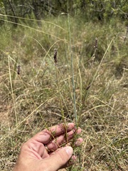 Dalea compacta, photograph (c) Sam Kieschnick, some rights reserved (CC BY)
