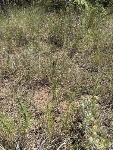 Dalea compacta, photograph 2