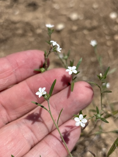 Pasture heliotrope (Euploca tenella)