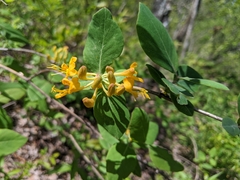 Lonicera flava