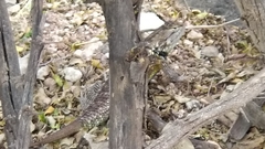 Sceloporus magister