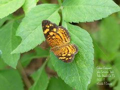 Anthanassa frisia