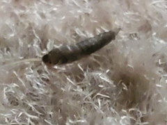 Lepisma