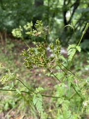 Chaerophyllum aureum, photograph (c) Наталья Пикалова, some rights reserved (CC BY)