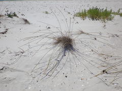 Thinopyrum bessarabicum