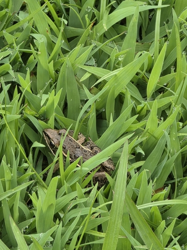 Southern Leopard Frog