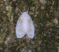 Schistophleps bipuncta