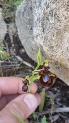Ophrys speculum