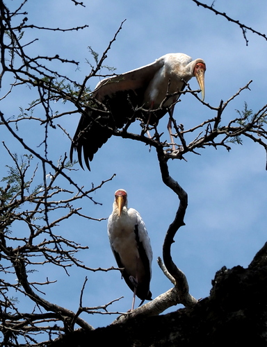 Yellow-billed Stork