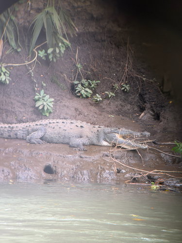 American Crocodile