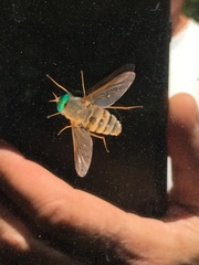 Pegasomyia