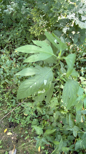 giant ragweed
