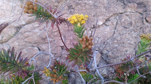 Allagopappus canariensis