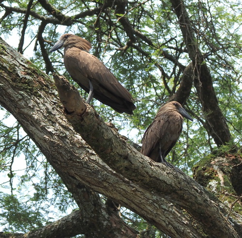 Hamerkop