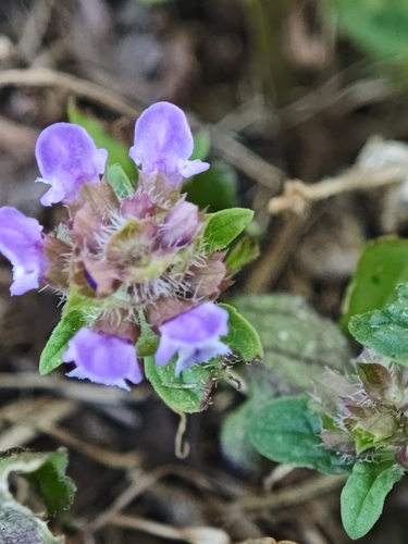 common selfheal
