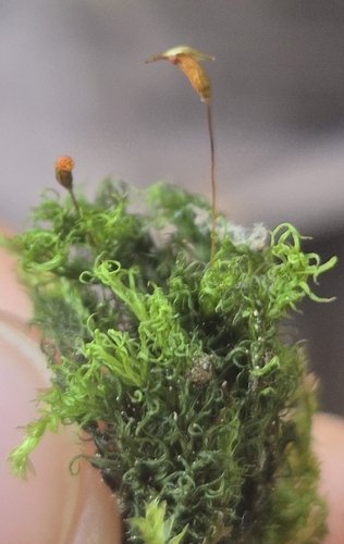 Cynodontium strumiferum observed 2026-08-01