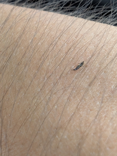 Gynaikothrips observed 2026-08-02