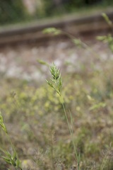 Bromus hordeaceus hordeaceus